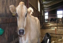 牛蹄病的防治方法 附临床表现及发病原因？