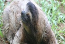 树懒为什么没灭绝？它有多懒 又有哪些天敌