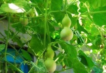 葫芦萎缩了怎么补救