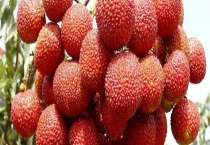 吃荔枝真的会上火吗 荔枝是凉性还是热性食物