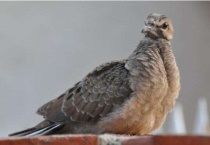 怎么让小斑鸠自己吃食