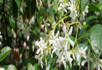 盘龙香可以放室内养吗？