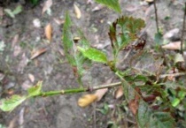 樱桃上有斑点怎么回事