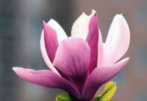 辛夷花和玉兰花的区别？