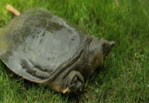 野生甲鱼和养殖甲鱼的区别？ 可以从爪子、甲背、颜色等辨别