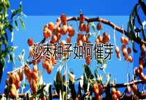 沙枣种子如何催芽