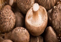 香菇可不可以生吃 附香菇介绍