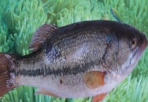 鲈鱼的生活习性 主要有三方面