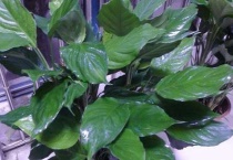 哪些植物不能用生根粉