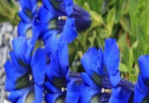 龙胆与龙胆草有何区别？ 附龙胆草产地