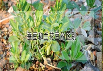 蚕豆和兰花豆的区别？