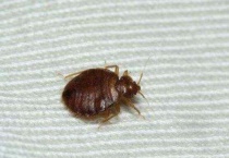 床虱是怎么滋生的