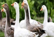 一只鹅的重量是多少 鹅有哪些常见种类