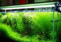 绿斑藻清除多久？