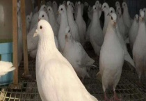 鸽子的年龄如何识别 成年鸽啄较粗短