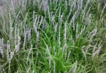 沿阶草和麦冬的区别？