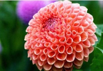 跟菊花很像的是什么花