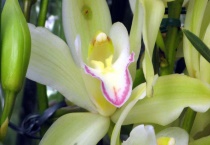 阿斯匹林适合浇什么样的花