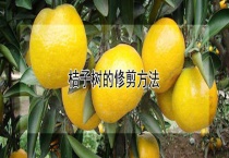桔子树的修剪多久？