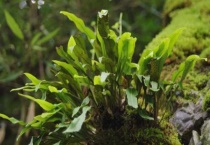 树石头是什么植物