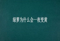 绿箩为什么会一夜变黄
