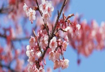 春天先开花后长叶的树