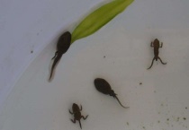 养蝌蚪用什么水