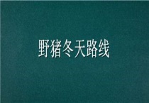 野猪冬天路线