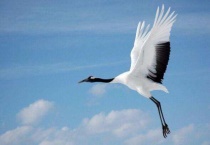 白鹤身长多少？