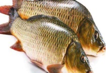 鲤鱼为什么很少人吃？鲤鱼的常见种类有哪些？