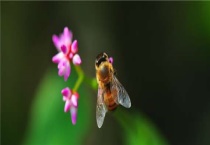 昆虫养殖有哪些？