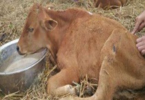 牛瘤胃膨胀防治方法 牛瘤胃膨胀的症状及病因