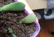 花盆有蚊子怎么消除