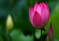 盆栽荷花叶子干枯原因？