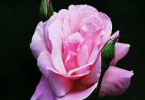 月季常见病虫害及防治方法介绍