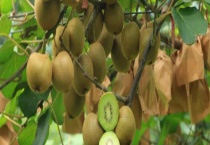 有哪些常见的蔬菜和水果是碱性的 吃了对身体有什么好处