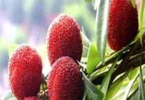 杨梅可以嫁接野生杨梅吗 如何提高杨梅嫁接成活率