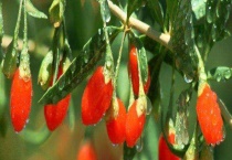 枸杞产地有哪些地方 枸杞的种类有哪些？