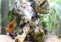 观赏虾怎么养殖多久？