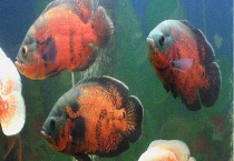 地图鱼多少钱一条 怎么挑选公母 如何挑选？