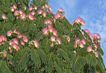 合欢花的产地分布 附产地环境和花语传说