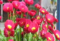 花卉换盆时间 附换盆方法和注意事项