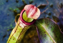 什么是盾叶猪笼草