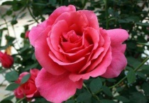 夏天月季花怎么养