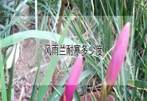 风雨兰耐寒多少度