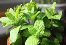 薄荷叶子发黄枯萎的原因是什么？