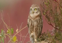 猫头鹰主要以什么为食 猫头鹰吃青蛙和鱼吗？