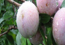 南华李成熟时间 附南华李简介