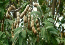 甜角结果需要几年 甜角和酸角有什么不同