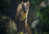 山貂与水貂区别？